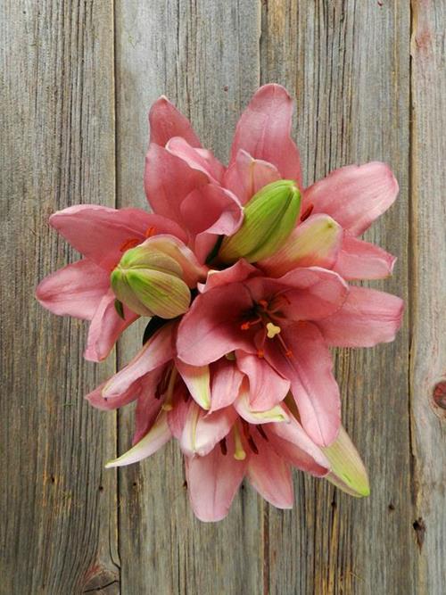 BRINDISI  PINK LA HYBRID LILY BLOOM